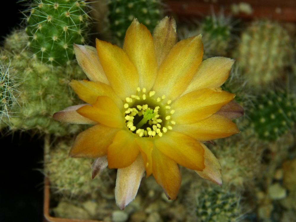 Chamaecereus